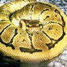 0202lep's profile picture. 本業は生き物用品メーカーの中の人🐹ぼくこくぼ、逆からよんでもぼくこくぼで覚えてください👀SNSは細々とやっています。屋号《KKB Farm Z》