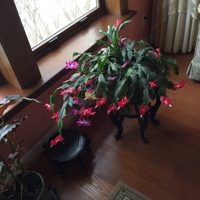 Widow Democrat Friend of Bill W.Equal Rights For All Animal lover No Lists No DMs unless prearranged.FlyEaglesFly. Introvert.