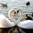 lek1106's profile image