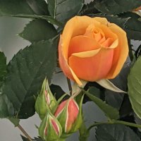 ロン黒 (@eepkwrddijdby0b) 's Twitter Profile