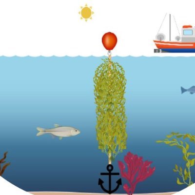 Business focused on sustainable seaweed farming in East Africa. Committed to innovation, community empowerment, and driving the blue economy