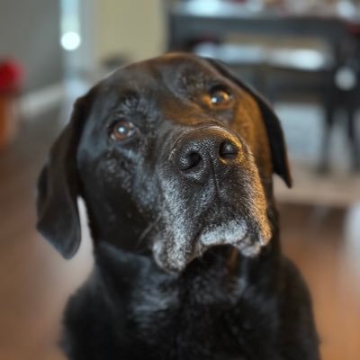 flyersgirl38's profile picture. Dog mom; freelance photographer; NHL credentialed for @TheHockeyWriter; IG: 38Photography; Bluesky: flyersgirl38