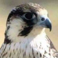 أبو أصيل تابعني اتابعك وفالكم ألتوفيق (@x2yqem55) 's Twitter Profile Photo أبو أصيل تابعني اتابعك وفالكم ألتوفيق (@x2yqem55) 's Twitter Profile Photo