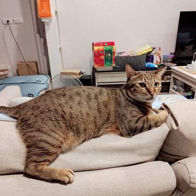 sngy418781's profile picture. 什麼都聊