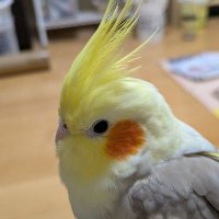 オカメインコさま専用ページ オカメインコ2匹同時に飼」広島県 - 鳥の里親募集(505131