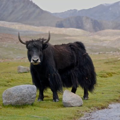 samfeldt's profile picture. 