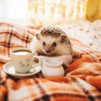 Shiriu Coffee (@shiriu_coffee) 's Twitter Profile