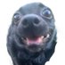Nicompoop (@nincompoop817) Twitter profile photo Nicompoop (@nincompoop817) Twitter profile photo