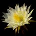 flowers ๐ (@bloom_bonsai) Twitter profile photo flowers ๐ (@bloom_bonsai) Twitter profile photo