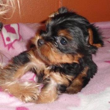 Marisabelleka's profile picture. Nossa cães favoritos!!!!!!!!!!!!!!!!!!!!!!!!!!!!!!!!!!