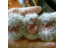 manandis2142668's profile image