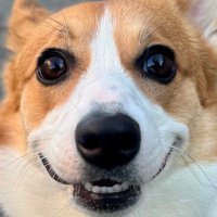 ぽちき🇯🇵_φ(・_・シュガーアラジャンちゃん (@pochikizc33s) 's Twitter Profile