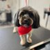 Rascalgirl84, Chewy, Mokey, and Destiny Jean (@lisarog00538228) Twitter profile photo Rascalgirl84, Chewy, Mokey, and Destiny Jean (@lisarog00538228) Twitter profile photo