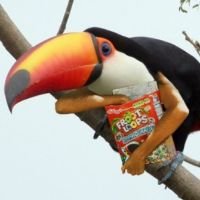 Brian (@capnsmoothbrain) 's Twitter Profile