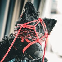 Dumb Dog Mastix 🔜 SinFur (@greatmastix_ad) 's Twitter Profile Photo