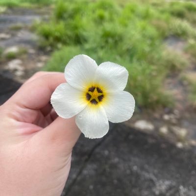 skyuphoneybee's profile picture. Programmer tapi kayak bukan