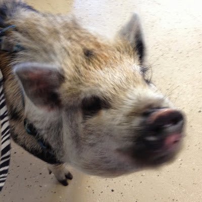 pacificnwgrl247's profile picture.