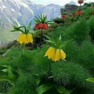 habibkhanloo's profile picture. احدی از آحاد مردم