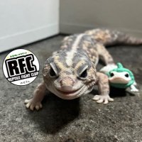 のせ〚RFC〛 (@hachuafu_) 's Twitter Profile