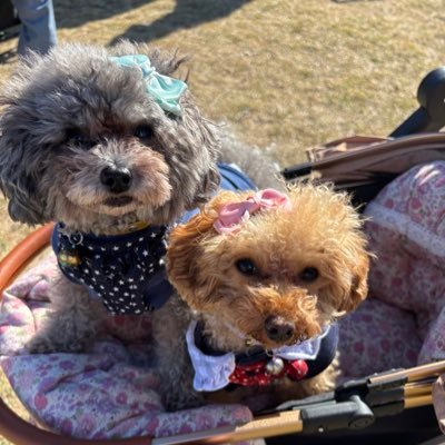 huahualuuv's profile picture. ほぼ日記みたいなもの