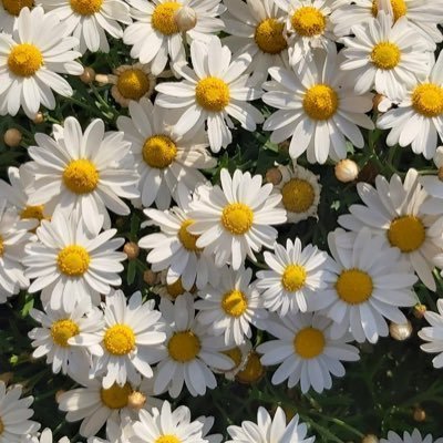 @Moonflower0301