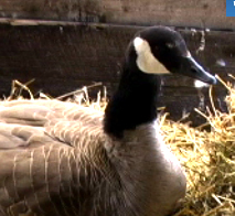 JournalGooseCam's profile picture. Just tweeting the day away in between turning eggs, perusing @edmontonjournal stories, and reading romance novels. Watch me on my cam! http://t.co/lSkqh7Na1O