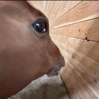 Nope (@naggat07) 's Twitter Profile