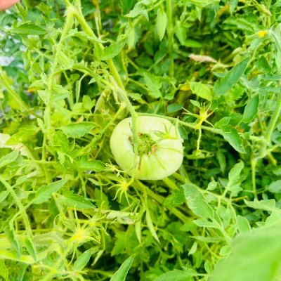 ThoPhung619147's profile picture. 