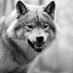 Wolff (@jwhd74) Twitter profile photo Wolff (@jwhd74) Twitter profile photo