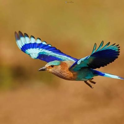 Rajeshh385331's profile picture. ✊🏼