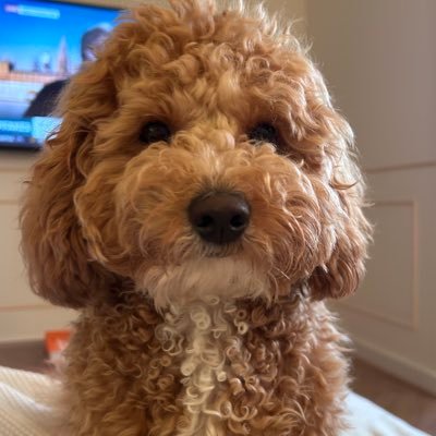 sophielouise185's profile picture. 