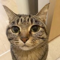 verydead (@veryrest1234) 's Twitter Profile