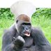 クッキングゴリラ🦍⚔🌟☃️🪐♠️🐉🍑🥟(#) (@cook_gorilla) Twitter profile photo クッキングゴリラ🦍⚔🌟☃️🪐♠️🐉🍑🥟(#) (@cook_gorilla) Twitter profile photo