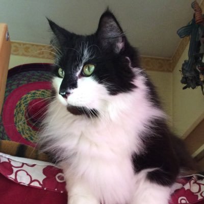orii151's profile picture. Meglio stare zitti dando l'impressione di essere stupidi,che parlare togliendo ogni dubbio. Confucio