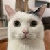 gupy (@gusad0141) Twitter profile photo