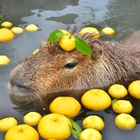 Christdemokratisches Capybara (@lateniteposting) Twitter profile photo