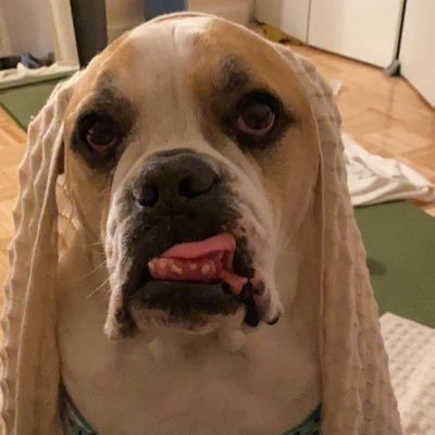 roscoealgodog's profile picture. 