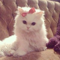 meow,fRMT (@frmtngbohaimo) 's Twitter Profile