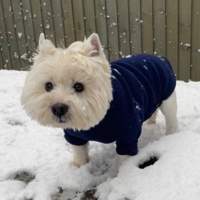 A 14 year old Westie with a big pawsonality 🐾 ...now double bionic🦿 #zshq