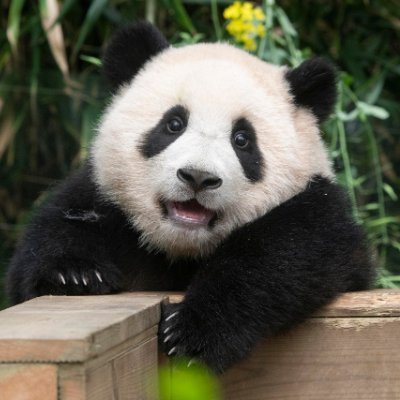 DDBBKKBB's profile picture. 사랑해 푸바오💛
#푸바오 #Fubao #福宝 #プバオ
#SaveFubao #ComebackFu
#푸바오총공 #한국푸바오보호연합 #복보사천탈출 #복보출천 #쉬샹아웃 #EscapeSichuan #BoycottShenshuping #XuXiangOut #福宝出川 #徐翔OUT