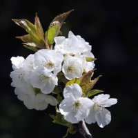 Zulichina (@zulichina) 's Twitter Profile