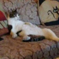 MrsLovesToRead 📙☕🟧 (@patriciasbooks) 's Twitter Profile Photo