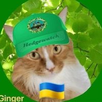 gingerthecat🇺🇦🇬🇧 (@gingertheorange) 's Twitter Profile