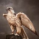 Abdullah_ALshanfari - @abdullah000968 - Twitter