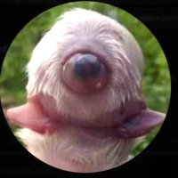 Promatoteuthis (@manrodteque) 's Twitter Profile Photo Promatoteuthis (@manrodteque) 's Twitter Profile Photo