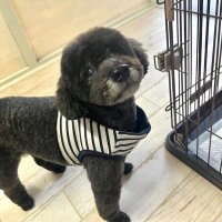 トリイ (@toritorishsh) 's Twitter Profile