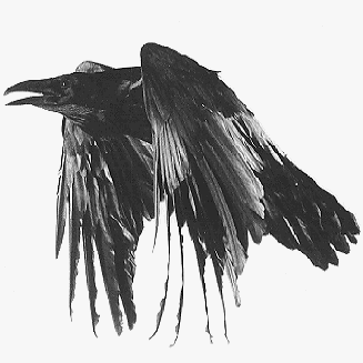 thecorbeau's profile picture. L'insurrection commence aujourd'hui... 
Indignez vous ! 
Levez vous !
Révoltez vous !

The Corbeau http://t.co/ISoEXx9F