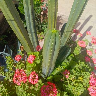 chiquiato197411's profile picture. 