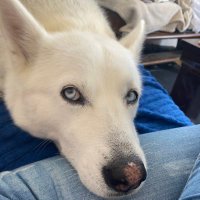 SLK (@sasss972) 's Twitter Profile