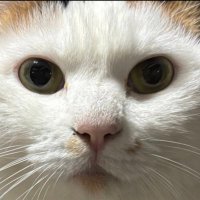Akusara (@akusa1__) Twitter profile photo